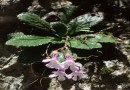 Haberlea rhodopensis ©  Pandion Wild Tours